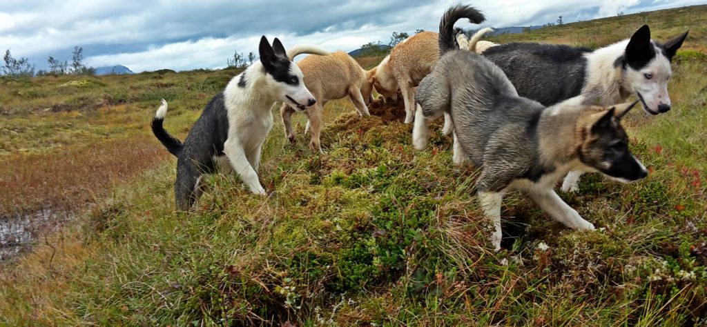 hiking with huskies