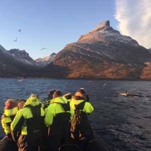 Whale watching Tromsø Arctic Adventure Tours