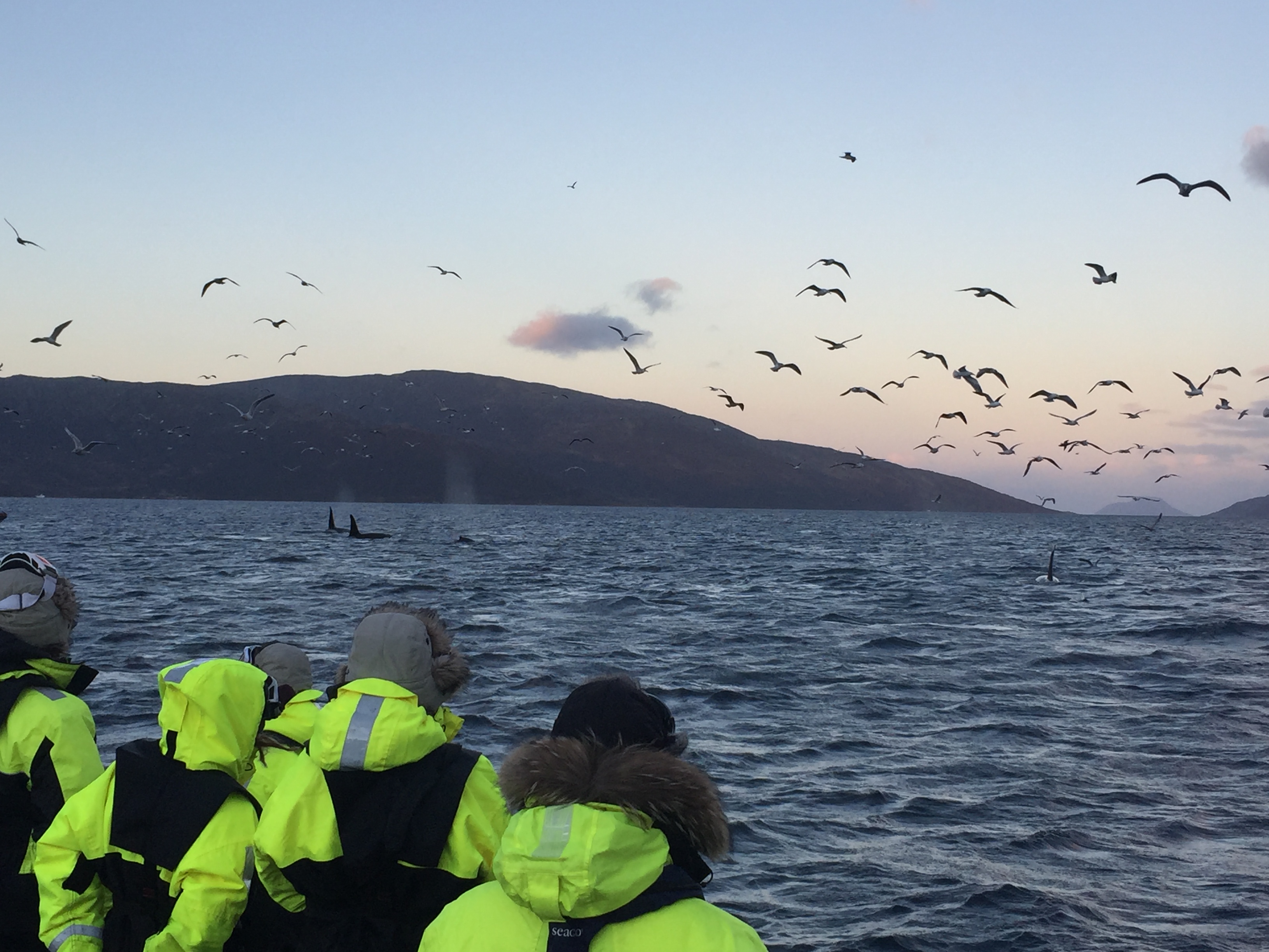 Whale watching Norway Tromsø Killer Whale | Arctic Adventure Tours
