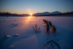 Dog sledding in January polar night is over sun is back in Tromso