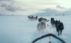 Dog Sledding Tromso