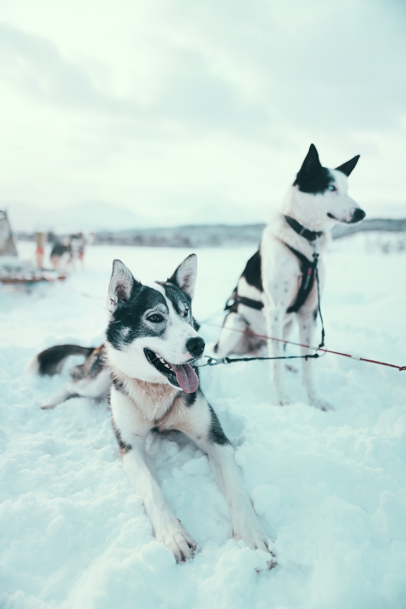 Alaskan Huskies, Tromsø