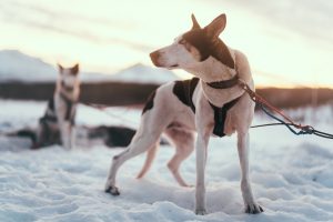 Sled dog, Tromso