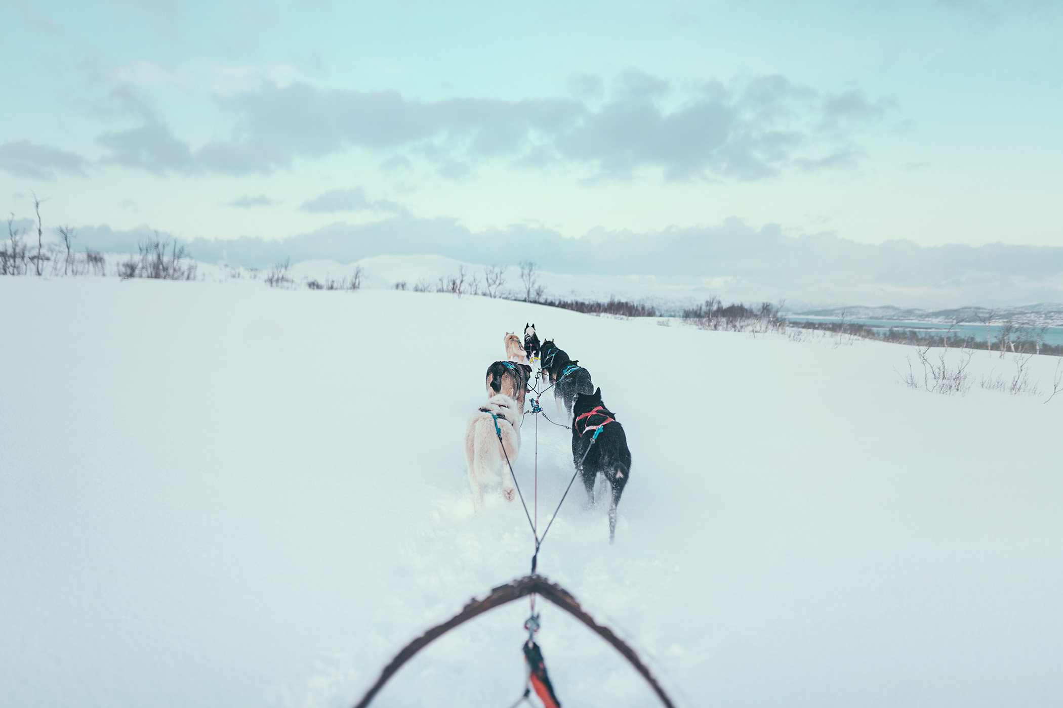 Dog sledding in Troms