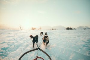 drive your own Dog sled in Norway, Tromsø