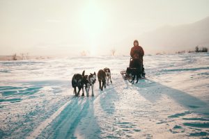 self drive Dog sledding in Norway, Tromsø