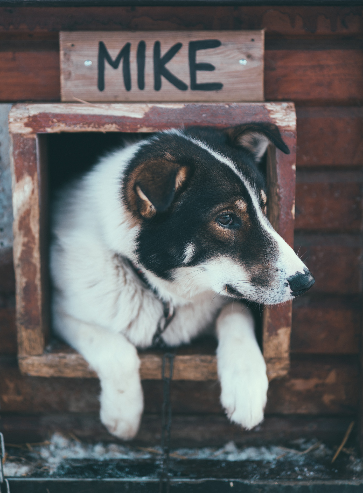 Dusty, brown and white alaskan husky looking out of wooden dog house