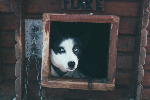 Silver, black and white alaskan husky with blue eyes looking out from dog house