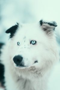 black and white fluffy Alaskan Husky with blue eyes, Arctic Adventure Tours, Tromsø