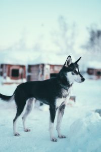 black and white Alaskan Husky standing, the kennel, Arctic Adventure Tours, Tromsø