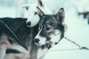 Alaskan Huskies ready to run, Arctic Adventure Tours, Tromsø
