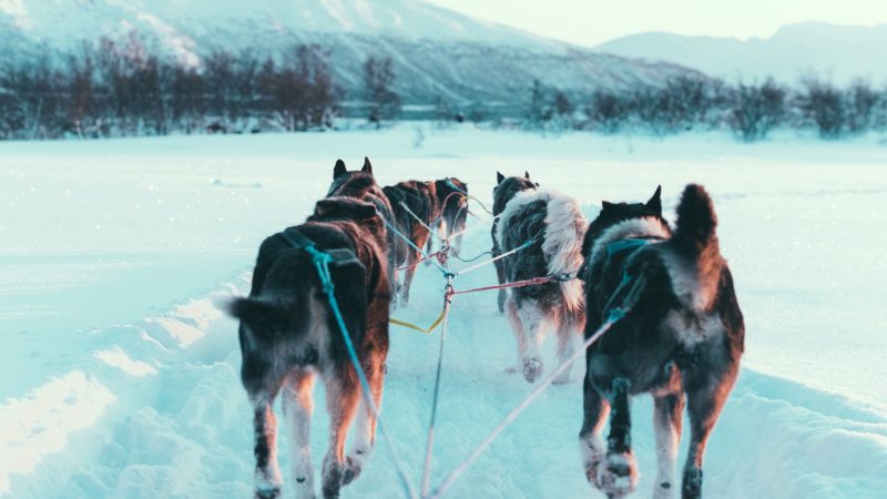 Self-Drive Husky Dog Sledding – Tromsø
