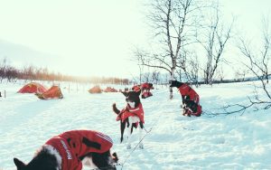 huskies wearing red coats waiting on night chain for expedition to start weeklong dog sledding expedition