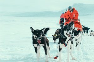 two leader huskies in dog sledding team with musher in red jacket driving on weeklong dog sledding expedition