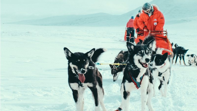 Weeklong Dog Sledding Expedition – Northern Scandinavia