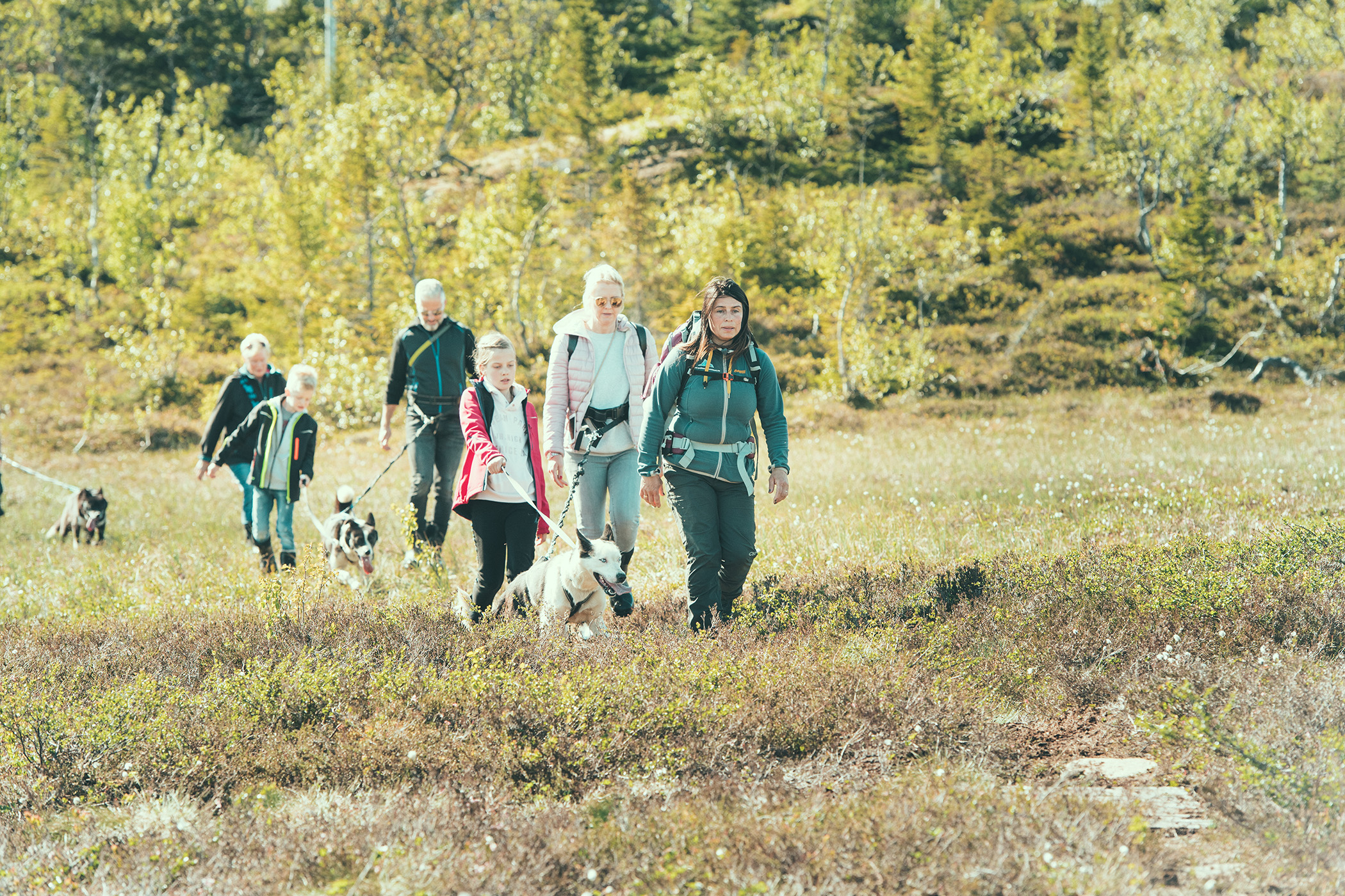 Husky hiking, Kvaløya