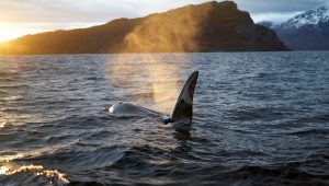 Killer whale dorsal fin on Whale watching tour, Skjervøy