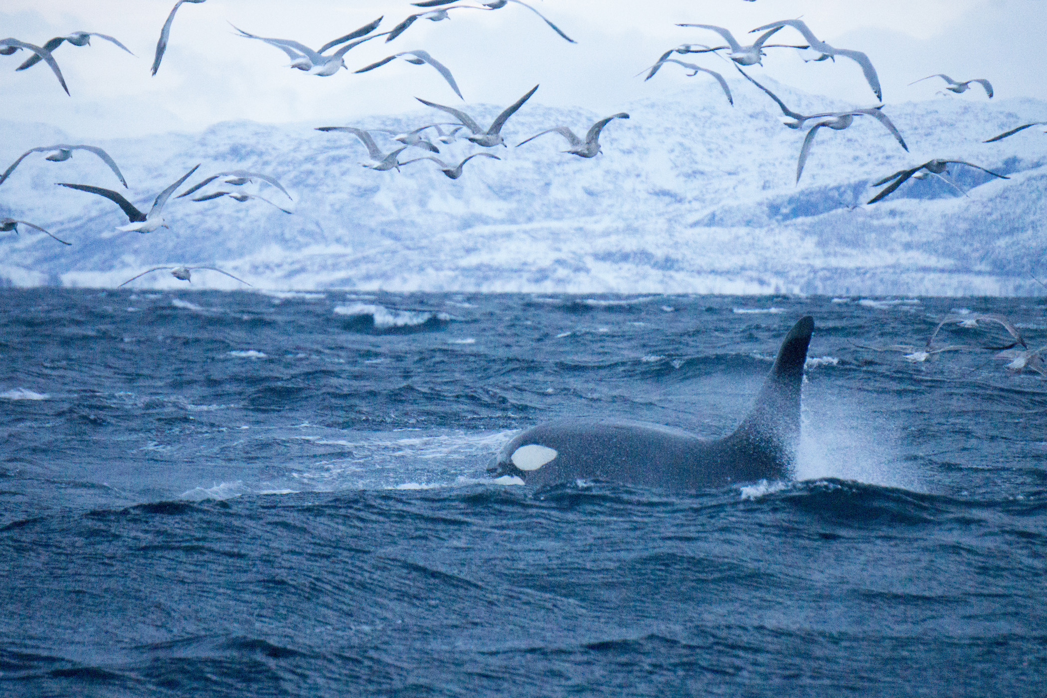 Orca killer whale and seabirds, Skjervøy