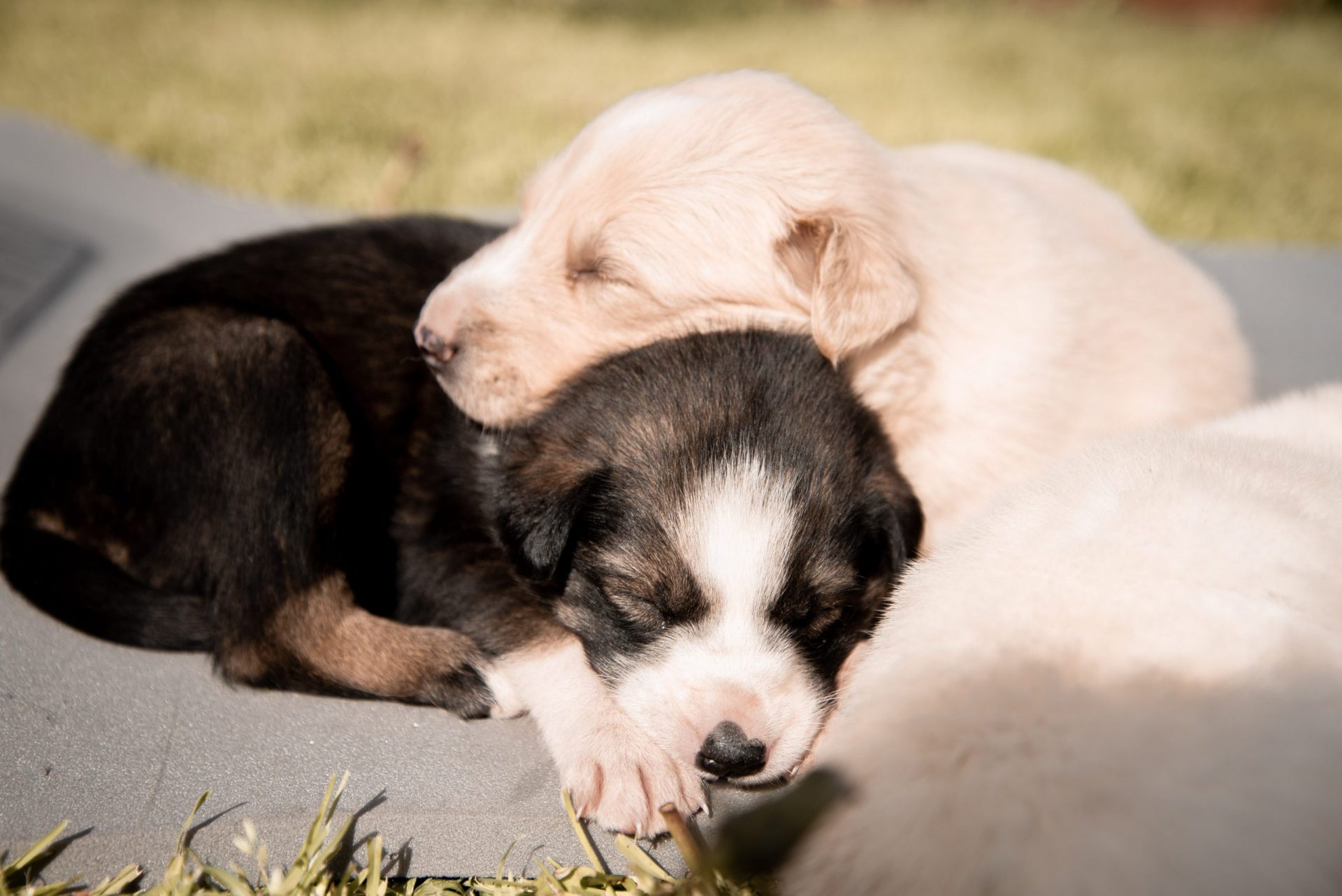 two husky puppies sleeping