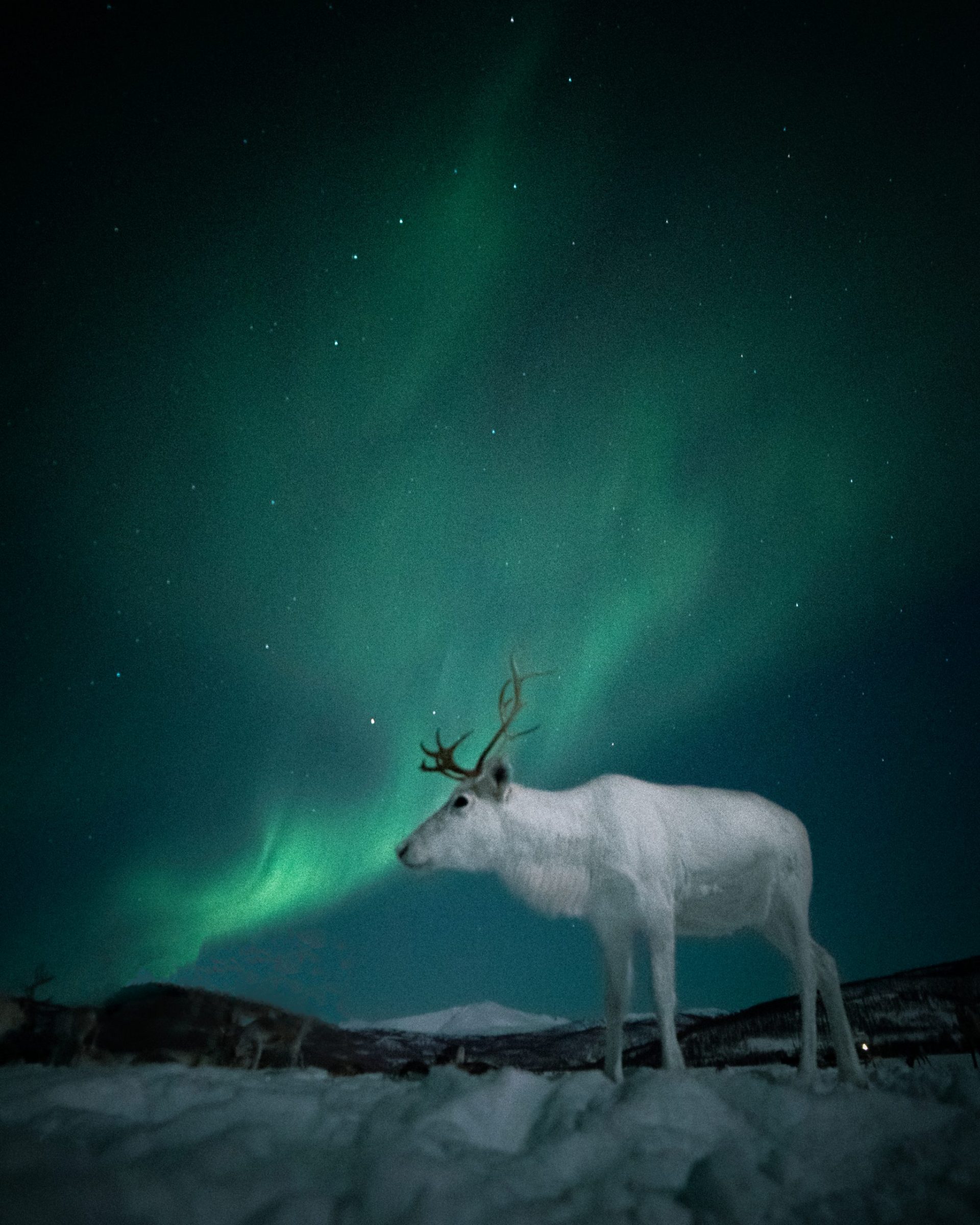 white reindeer under the northern lights in Tromso Norway