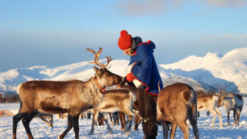 Meeting Rudolf: My experience with Tromsø Arctic Reindeer