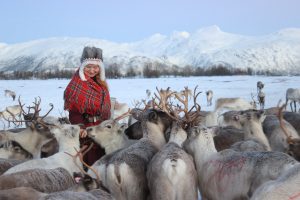 sami woman in traditional clothing feeding herd of reindeer