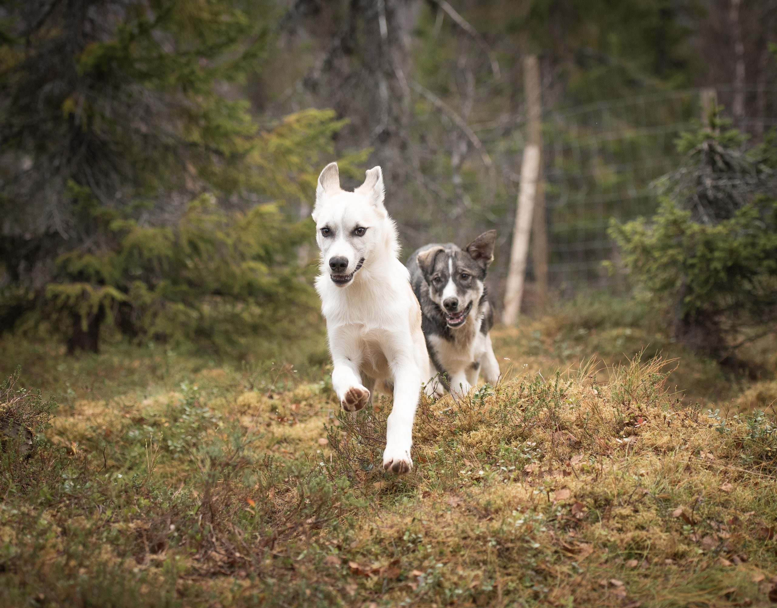puppies running