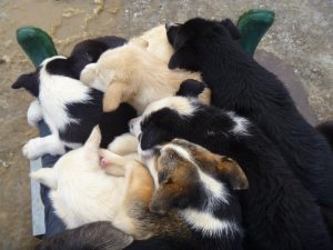 A pile of alaskan husky puppies asleep on my legs