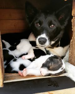 Alaskan husky Baileys and her babies