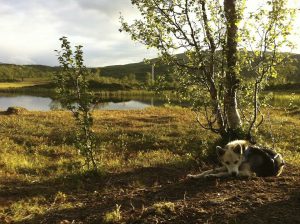 Retired husky Pjokken on a summer hike