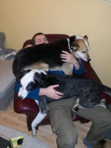 retired huskies cuddling in an armchair