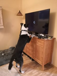 alaskan husky watching TV new home