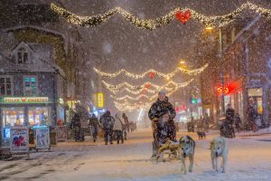 Christmas dog sledding in Tromso city center