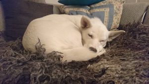 Mojito asleep on her rug retired husky