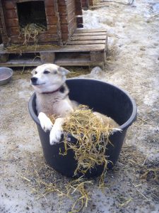 Husky Pjokken in the straw bucket