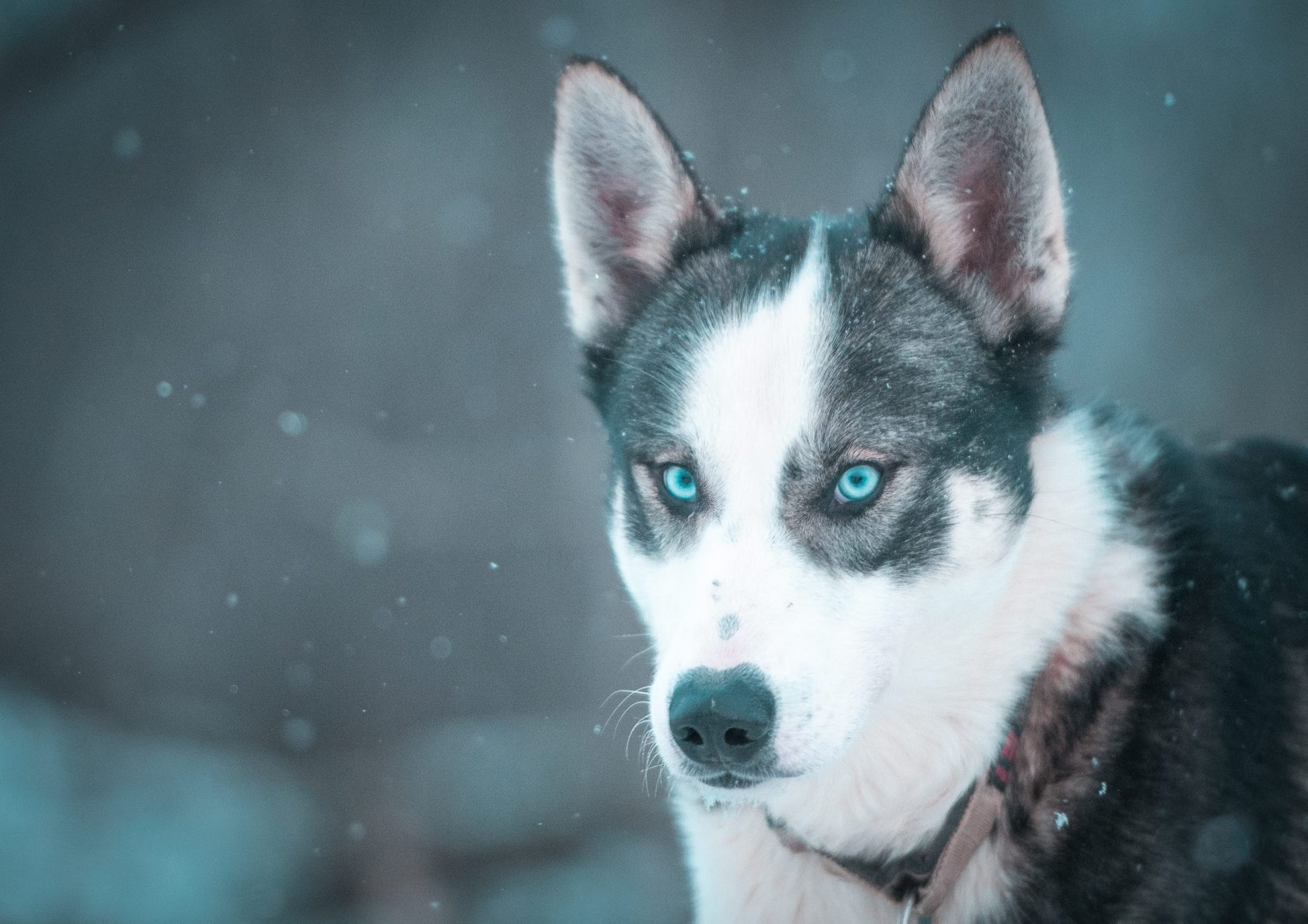 Yukon alaskan husky with blue eyes
