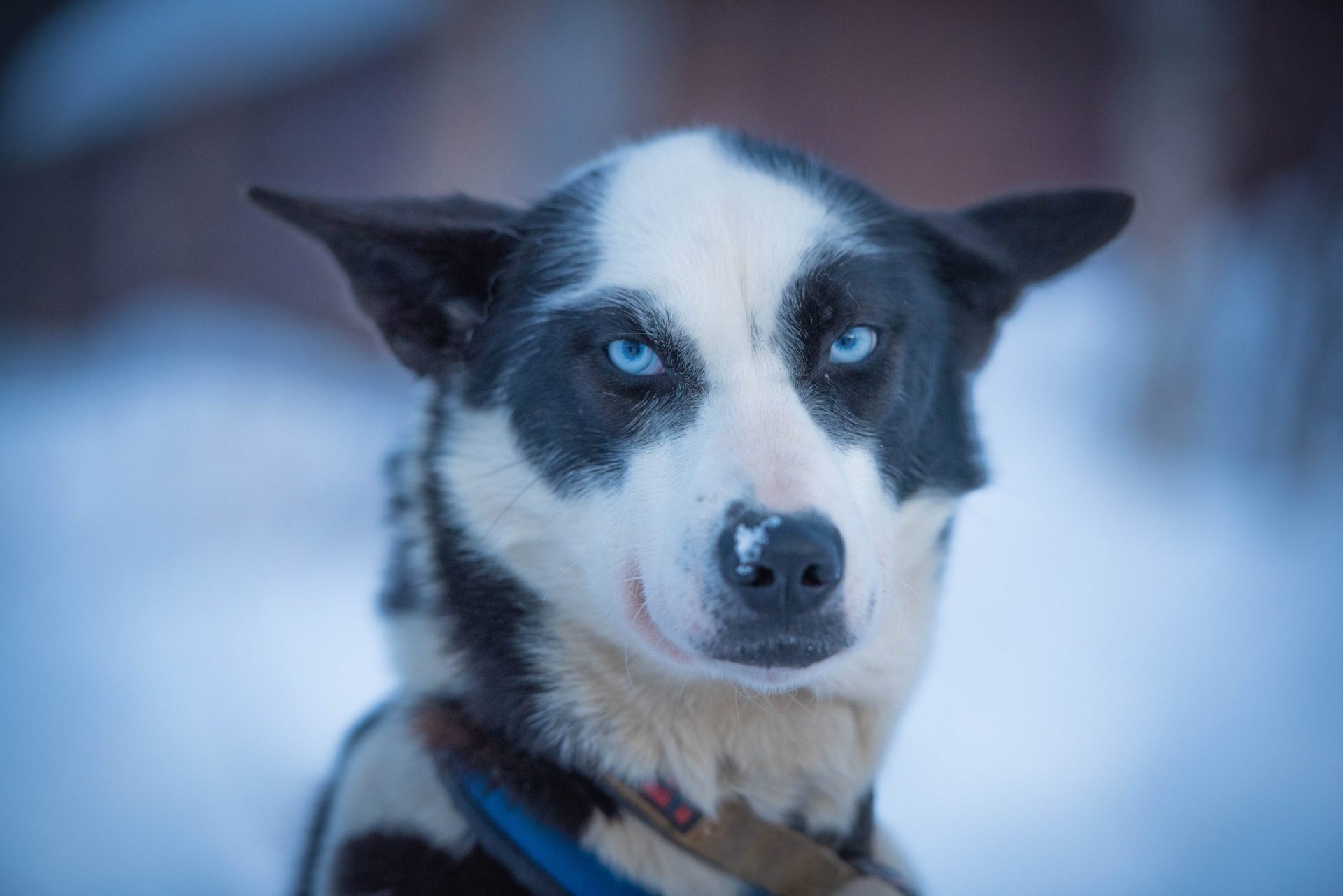 grumpy husky with snow on nose