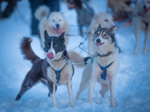 lead dogs rhino and bea with tongues out pulling dog sled