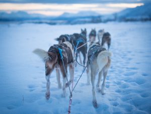 team of eight alaskan huskies pulling a dog sled in norway
