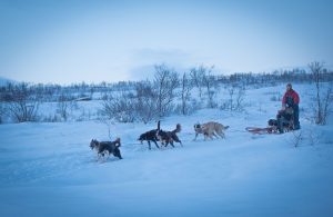 team of six huskies pulling tourist sled on dog sledding trip in norway