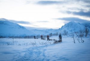 November dog sledding tour in Tromso