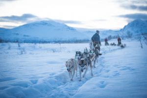 Lead guide and dog sledding team