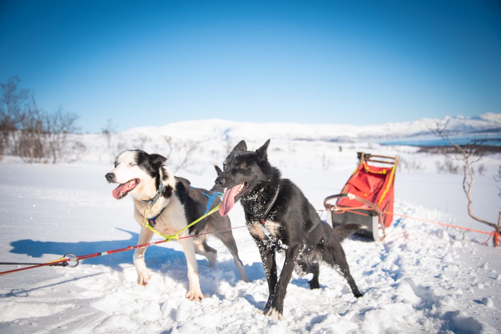 How to set up a dog sledding team | Arctic Adventure Tours