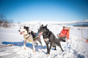 wheel dogs in dog sledding team norway with arctic adventure tours