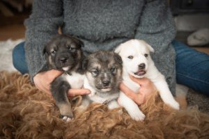 three husky puppies black brown and white