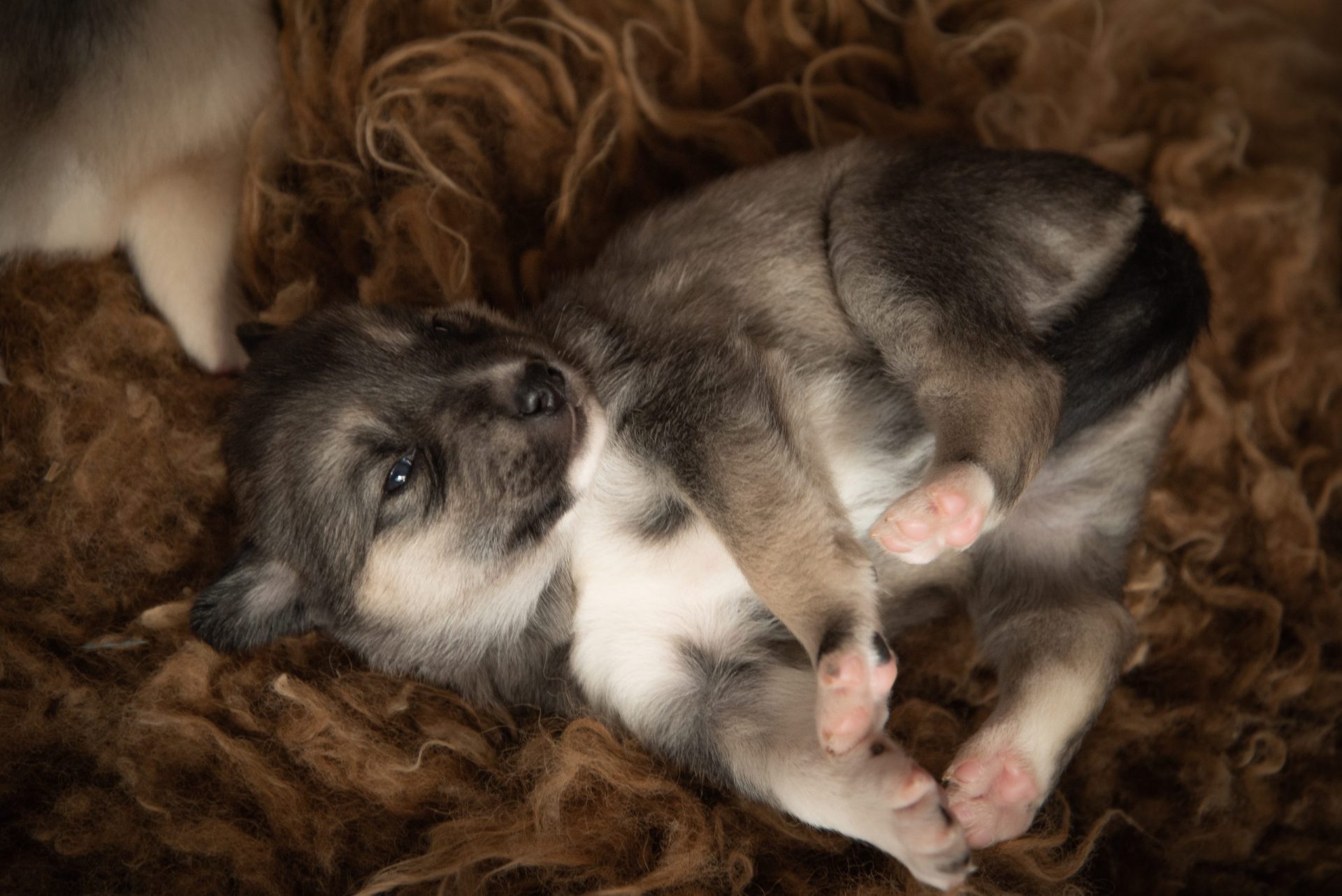 little brown husky puppy lying upside down