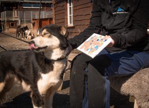 husky dog doing dog painting challenge summer activity at kennel in tromso