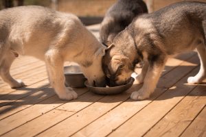 puppy feeding time at open husky kennel