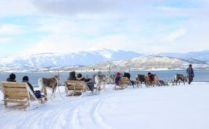 Reindeer tour Tromsø