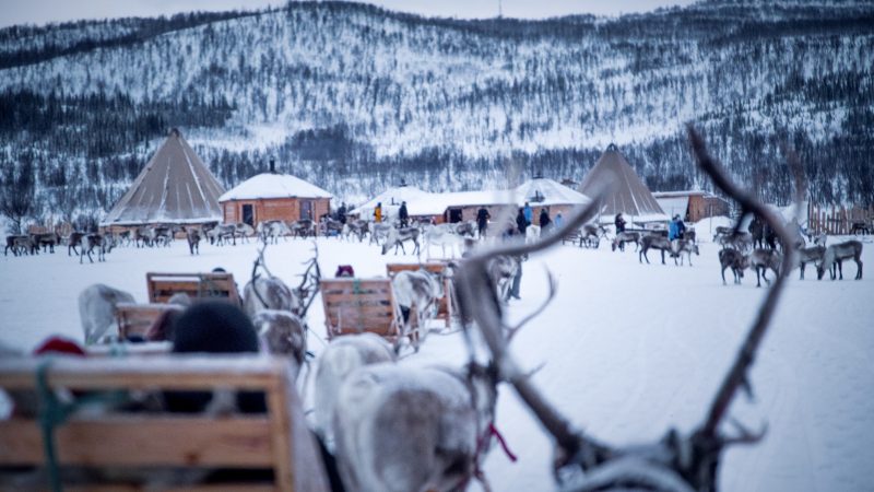 Reindeer Sledding, Feeding and Sami Experience